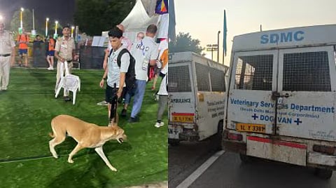 Stray dog bites