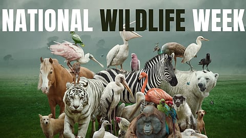 Wildlife Week