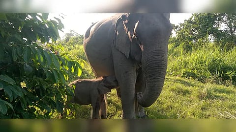 The newborn elephant calf 'Mayabini' with her mother