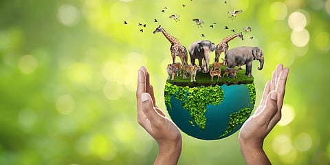 Wildlife