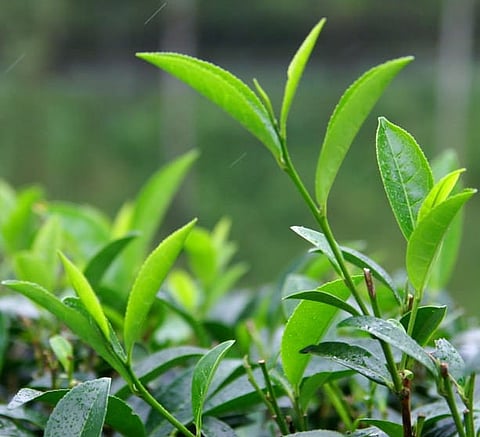 small tea growers