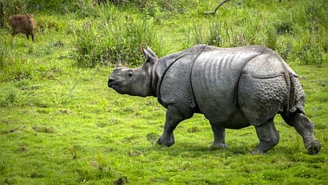 ओरंग राष्ट्रीय उद्यान और टाइगर रिजर्व