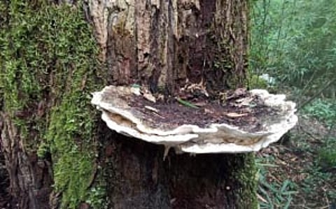 Giant Fungus Species