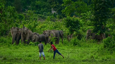 human-wildlife
