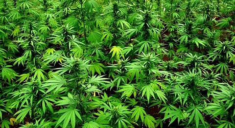 Ganja Cultivation
