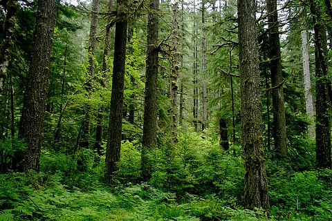 Forest loss