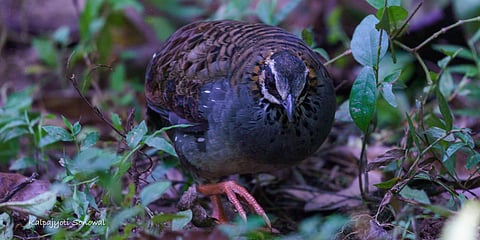 Dehing Patkai National Park