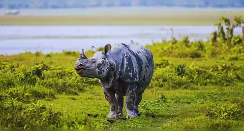Kaziranga