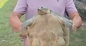 Image of the Rare Turtle that has been rescued in Boko