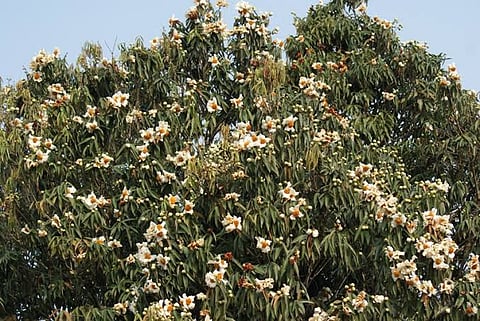 Sonapur to Jagiroad: Let Nahor Tree Whisper Zubeen’s Memory, Says Garima Saikia Garg