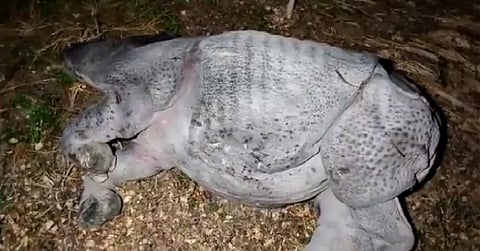 एक सींग वाला गैंडा