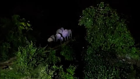 हाथियों