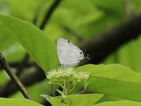 Black-spot Royal Butterfly recorded in Sikkim for first time