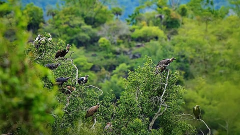 vulture conservation