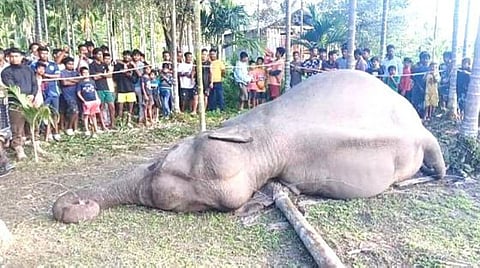 Image of the wild elephant met a tragic death after being electrocuted by a private electrical line in No. 3 Notun Matit, a village along the India–Bhutan border under Bijni subdivision of Assam’s Chirang district.