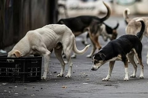 Supreme Court orders removal of stray dogs from schools, hospitals & stations