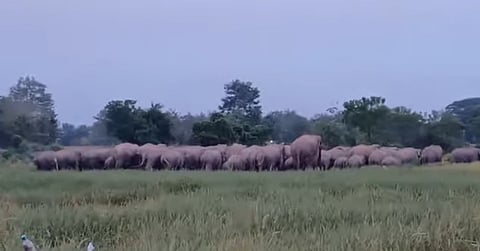 wild elephants