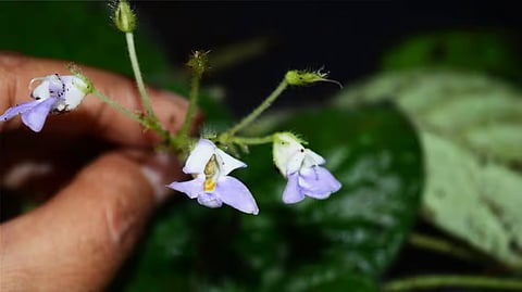 Rare plant species discovered in Arunachal; Khandu hails scientists