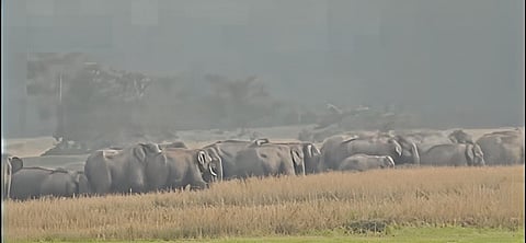 Image of several elephants roaming in the paddy fields.