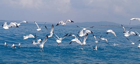 Migratory Amur Falcons