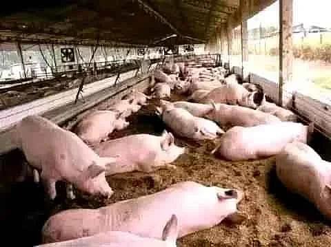 African Swine Fever
