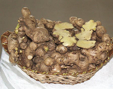 Nagaland varsity develops high-yield ginger variety ‘SAS-KEVU’