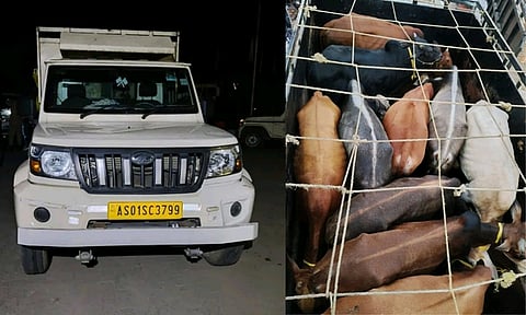 Image of the Car carrying the 28 stolen cattle