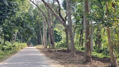 Image shows the dying trees due to the negligence of the agency constructing the Biswanath Medical College.
