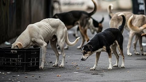 Compliance with SC order: Education department seeks stray dog-free campuses