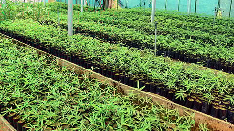 Hi-tech bamboo nursery