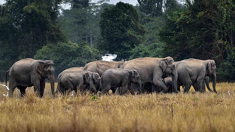 wild elephants