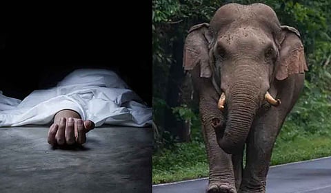 elephant attack victim