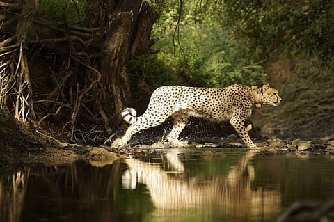 File photo of Cheetah