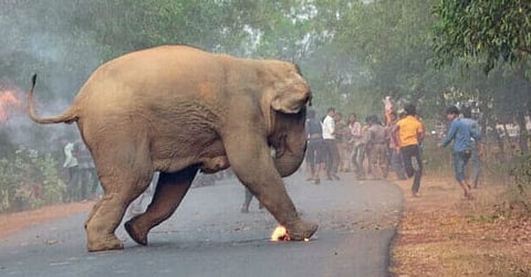 human – elephant conflict