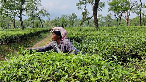Assam tea estate groups