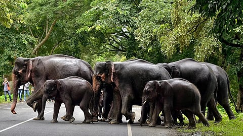 Makhna elephants
