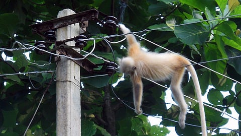 golden Langur