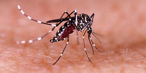 Dengue