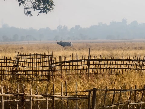 Rhino wanders into Khanamukh Bhitoruwal in the Gaurisagar