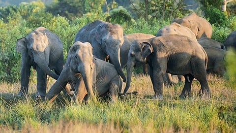 wild elephants