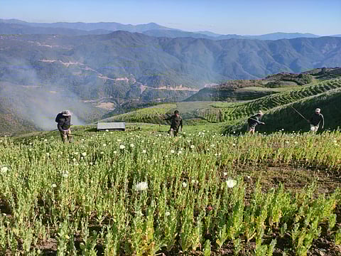 Image of Manipur Security Forces destroying Illegal Poppy cultivation in Ukhrul