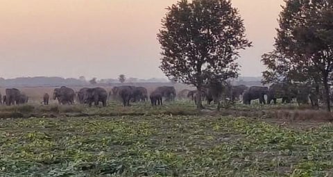 Wild Elephant Herd Destroys Over 300 Bighas of Crops in Nagaon’s Kampur Region