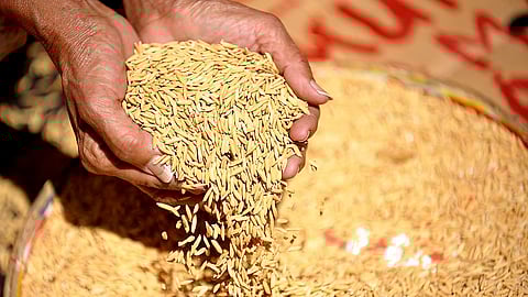 Overhauling seed production in Assam