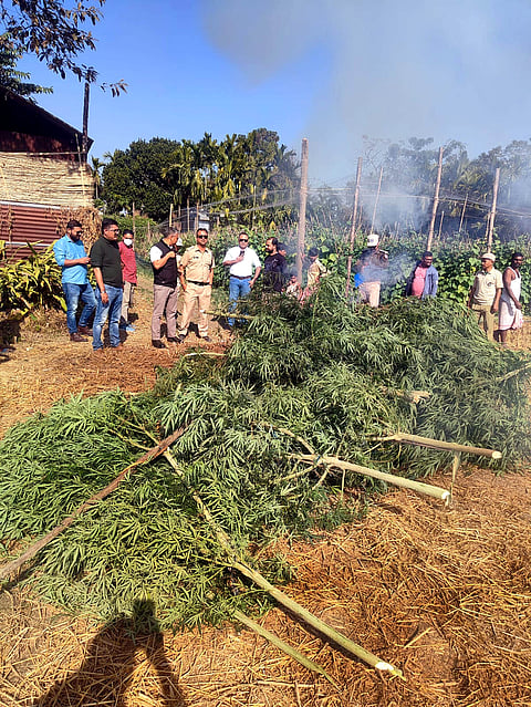 Cannabis cultivation