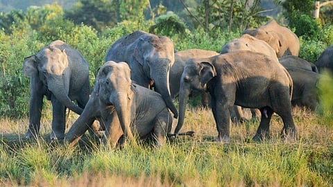 wild elephants