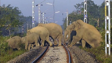 elephants