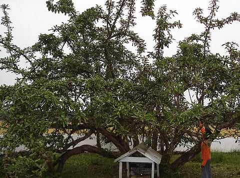 Bakhar Bengena Festival