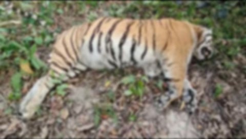 Image of the deceased tigress