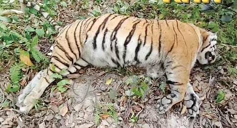 Royal Bengal Tigress