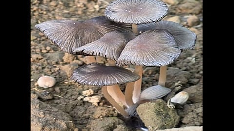 Pleated Inkcap mushroom recorded in Arunachal for first time
